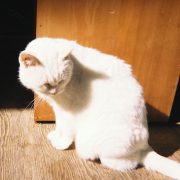 上野 翔碁